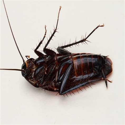 Smokybrown Cockroaches Identification Control And Facts