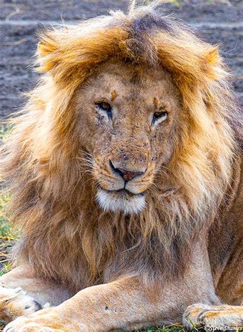 Blonde Lion Serengeti National Park Tanzania 2019 Steve Shames