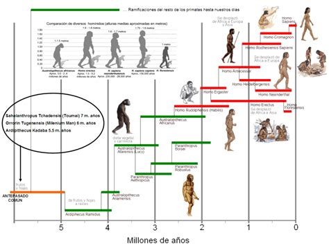 Cronolog A Evolutiva Del Ser Humanoel Origen Del Hombre Evoluci N