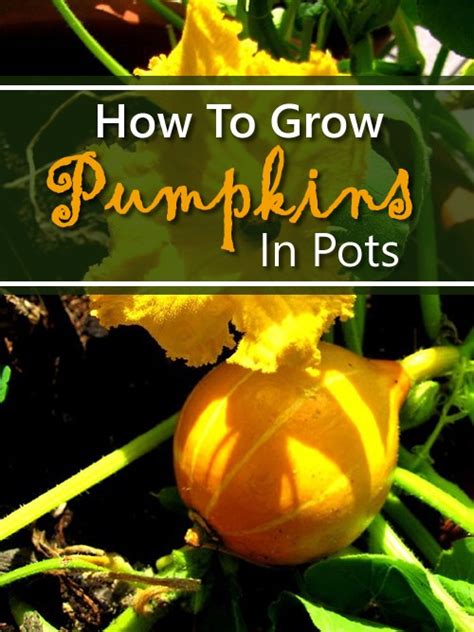 How To Grow Pumpkins In Pots