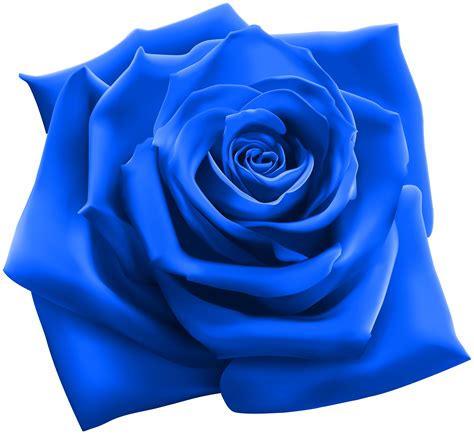Blue Rose Png 20 Free Cliparts Download Images On Clipground 2024