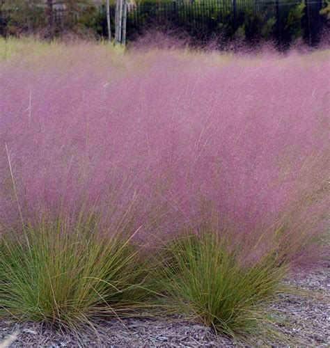 Flowering ornamental grasses and deals at alibaba.com. Pin by Kat on Eichler | Ornamental grasses, Online plant ...