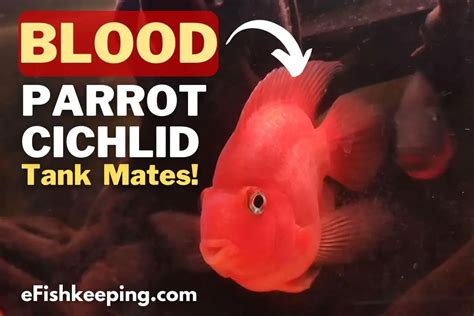 Top 10 Blood Parrot Cichlid Tank Mates With Pictures Efishkeeping