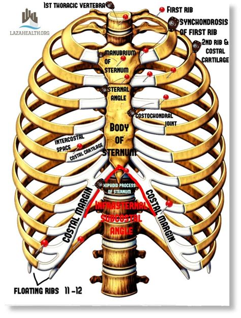 Thorax Skeletal Anatomy