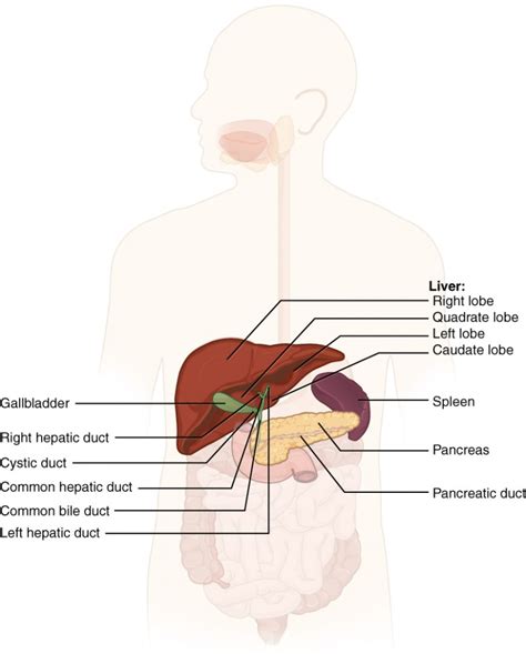 Accessory Organs In Digestion The Liver Pancreas And Gallbladder