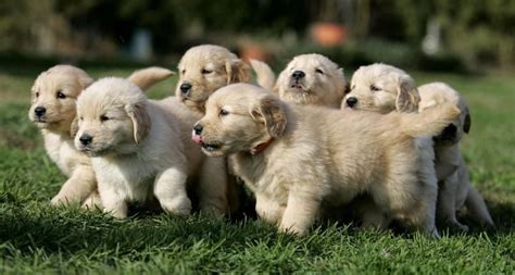 They will soon become best buds. Kijiji scam uses golden retriever puppies to lure prey ...