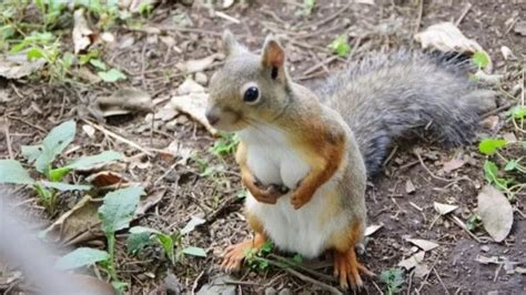 Busty Squirrel Driving Internet Nuts May Be More Sick Than Sexy Says