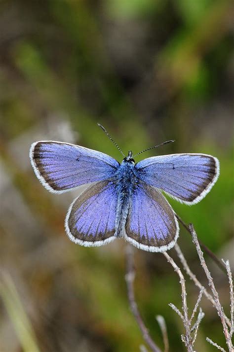 Male Silver Studded Blue Butterfly Photograph By Colin Varndell