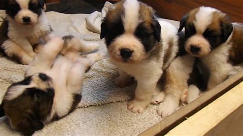 Bernard puppy escapes and sneaks into the newton family's home. Saint Bernard puppies 4 1/2 weeks old - YouTube