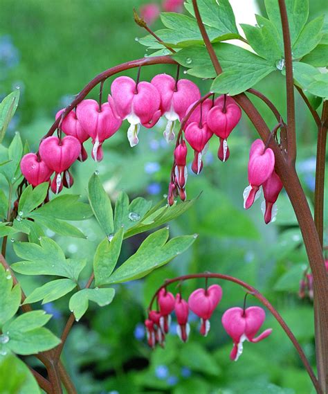 Instead of green foliage, this plant will produce beautiful golden yellow foliage (chartreuse in more shade). Bleeding Heart Bulb. - . bloomsz. - . $7.99 $11.98 ...
