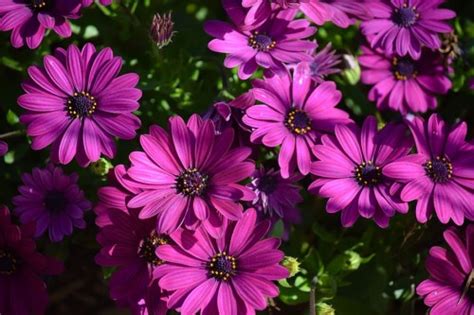 Purple Flower Wallpaperflowerflowering Plantpericallisafrican Daisy