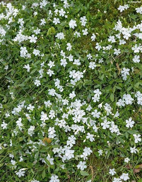 10 Beautiful White Ground Cover Plants India Gardening