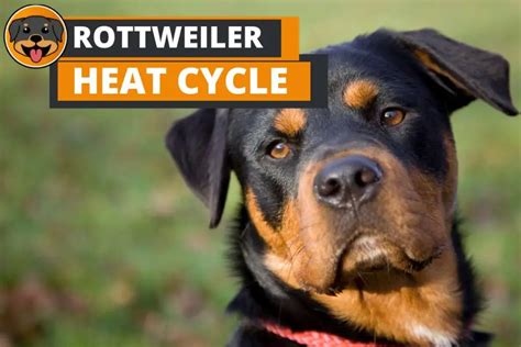 Rottweiler Heat Cycle The Complete Guide Rottweiler Care