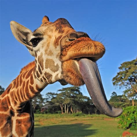 Pin By Kaline On Giraffes Giraffe Pictures Animals Matter Animals