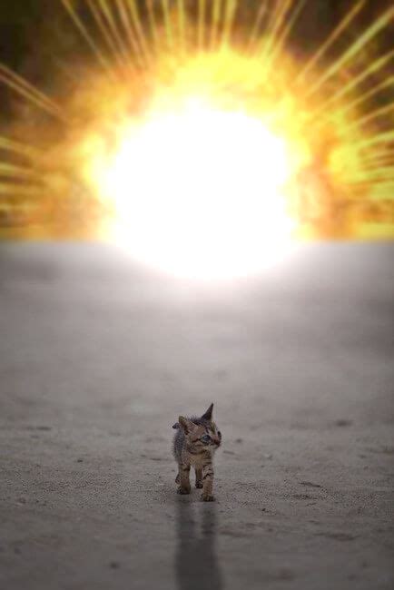 20 Cats Walking Away From Explosions As A Parody To Cool Guys Dont