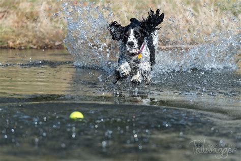Contact grand rapids boston terrier breeders near you using our free boston terrier breeder search tool below! Abbey jumping in the lake chasing down her ball. #EnglishSpringerSpaniel #SpringerSpaniel # ...