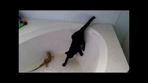 Cat Falls Into Bathtub Youtube