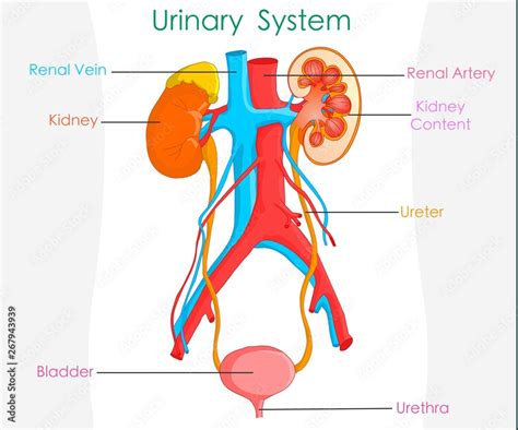 Excretory Urinary System Detailed Annotated Urine Or Excretory System