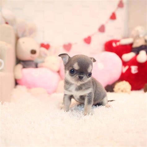 The chihuahua puppy is a proud, lively little dog. Crystal Micro Chihuahua For Sale - MICROTEACUPS