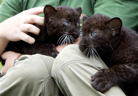 2 Different Cute Animals Twin Baby Black Panthers