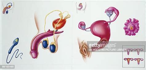 People With Both Male And Female Organs Stock Fotos Und Bilder Getty