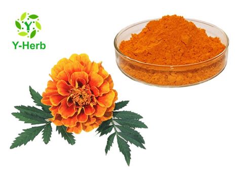 Xanthophyll Marigold Flower Herbal Extract Powder 5 90 Lutein Esters