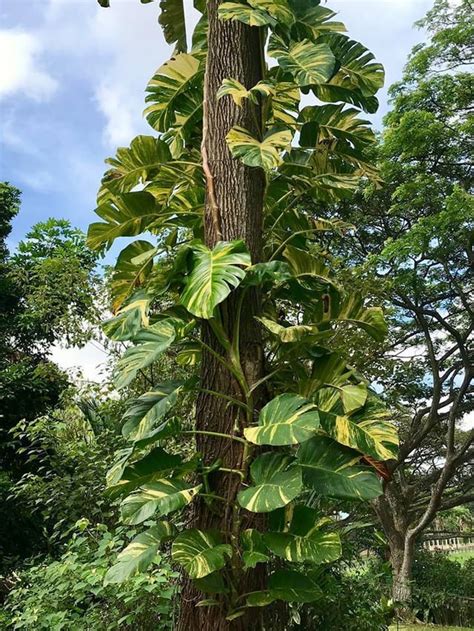 Do You Have A Pothos Plant This Is That But In Habitat Their Leaves