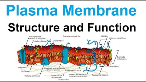 40 Cell Membrane Structure And Function Worksheet Best Place To Learning