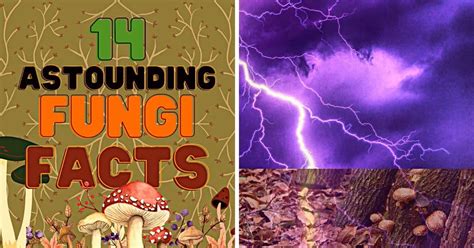 14 Astounding Fungi Facts Mushroom Appreciation
