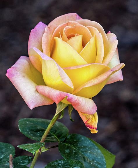 Pretty Rose Photograph By Jane Luxton Fine Art America