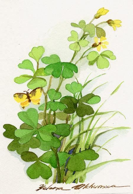 Shamrock By Lenaakhumova On Deviantart In 2020 Flower Drawing