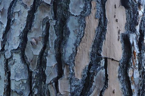 Flaking Bark On Pine Tree Stock Image Image Of Pine 12480687