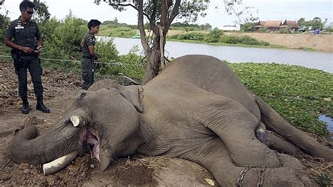Elephant Featured In Film Alexander Killed By Thai Poachers The Two
