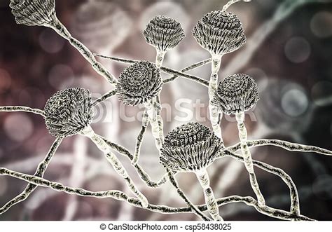 Fungi Aspergillus Black Mold Which Produce Aflatoxins Cause