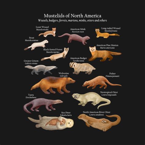 Mustelids Of North America Weasels Otters And Others Mustelid