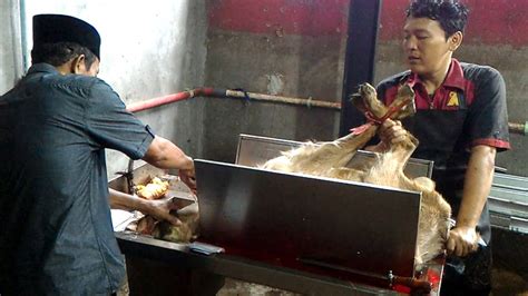 Cow, calf, cows, lembu, settle, cattle, tadpole, cow dung, milk cow, lean meat. Hj.HaLimah Binti H.ChoLiL #H.M.Rozi Sembelih Kambing ...