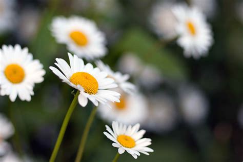 Wildflowers.ie = sandro cafolla t/a design by nature: 12 Types of Wildflowers for Summer Gardens
