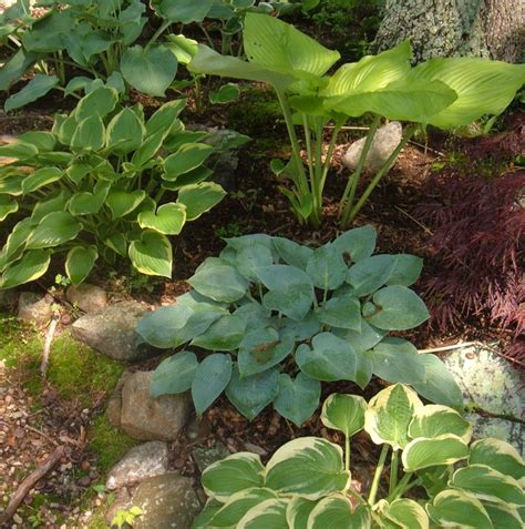 Some hostas pull easily into divisions, while others need cut with a sharp spade or knife. How to Grow and Divide Hosta Plants | Dengarden