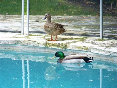 How can we harmlessly but permanently remove them from our pool? Ducks in Pool by JZphotos, via Flickr | Photo, Flickr, Fun