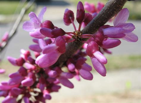 In japan, the cherry blossom, or sakura, has been the national flower for centuries and is a symbol for the country itself. Using Georgia Native Plants: Welcome Spring!