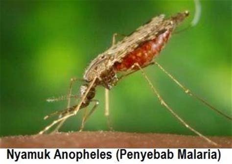 Apa pilihan pelaburan di malaysia yang ada sekarang ini? Mengenal Jenis Nyamuk Penyebab Malaria di Papua ...