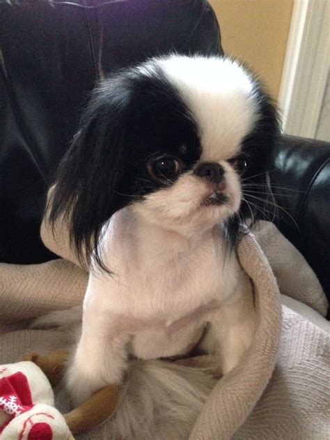 17 Gorgeous Japanese Chin Haircuts Collection Japanese Chin Dog