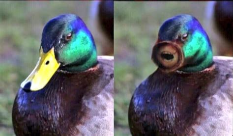 Duncan Jones On Twitter Duck With Beak Duck Without Beak Sweet