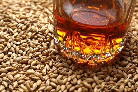 Corn is a monocotyledon with only one seed leaf like grasses. Whiskey 101: A Quick Guide to Grains - Lux Row Distillers