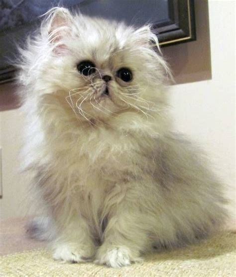 117 Best Images About Persians Himalayan And Rag Doll Kittens On