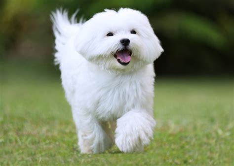 Maltese Breed Information Characteristics And Heath Problems