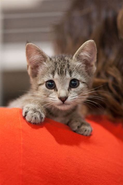 Newborn kittens in poor condition and a momma cat with poor mothering skills are a bad combination. Kittens Up For Adoption Near Me