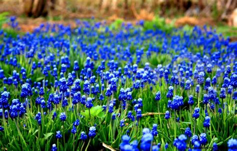 Blue Flowers Field Best Wallpaper Hd