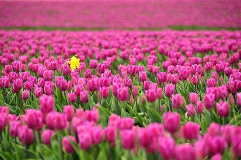 Pemandangan Menakjubkan Taman Bunga Tulip Di Belanda Mobgenic