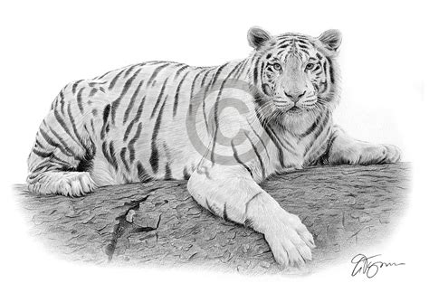 Pencil Drawing Of A White Bengal Tiger By Uk Artist Gary Tymon